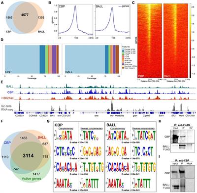 Interplay Between BALL and CREB Binding Protein Maintains H3K27 Acetylation on Active Genes in Drosophila